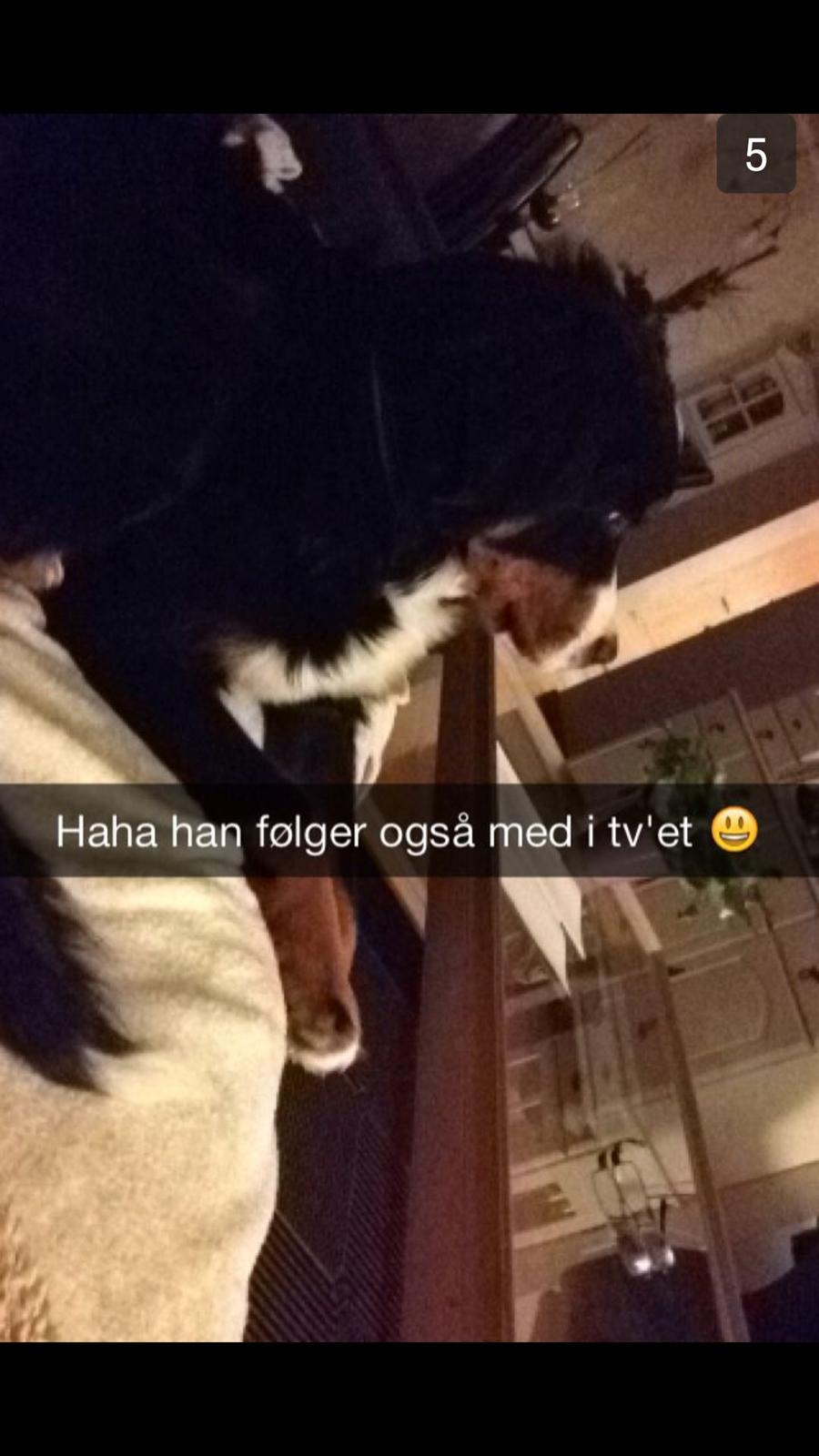 Berner sennenhund Conrad billede 6