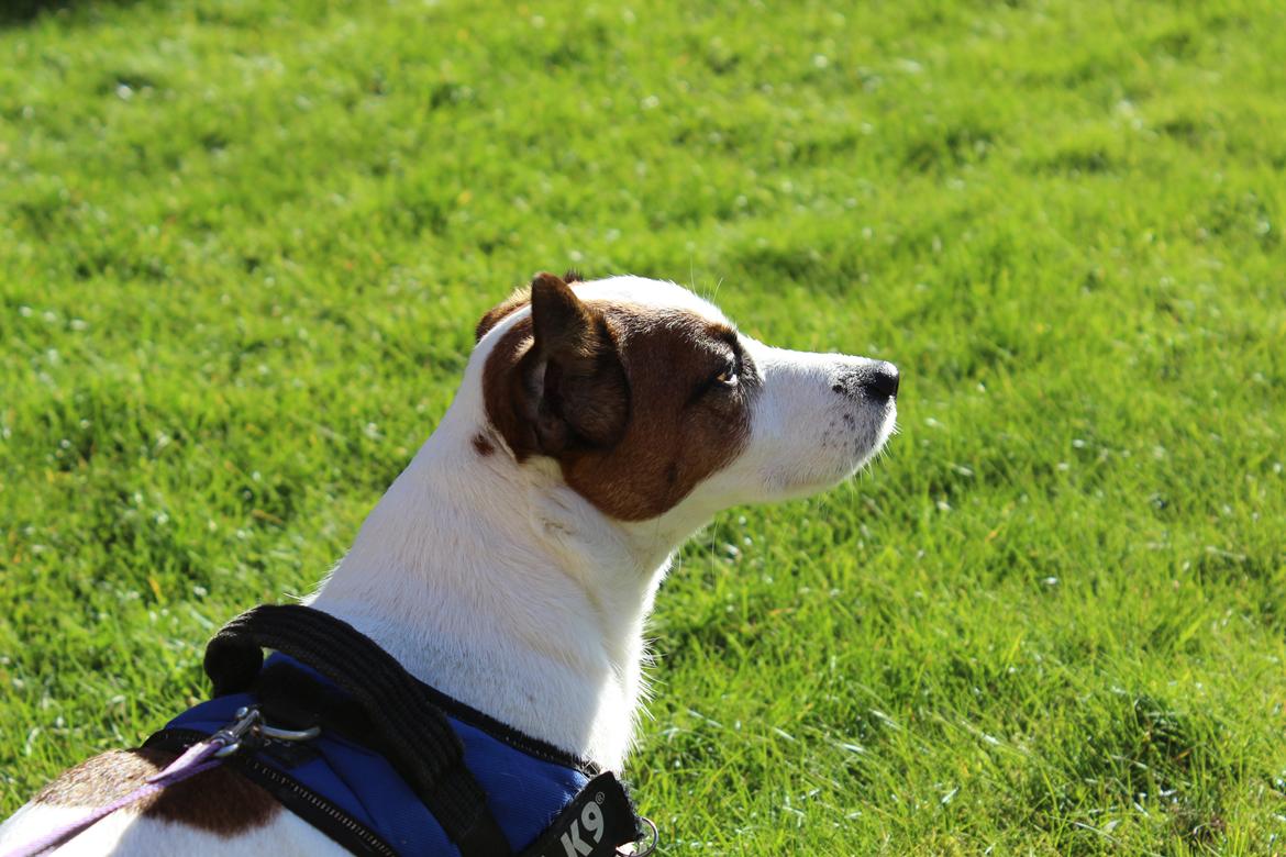 Jack russell terrier Cully billede 24