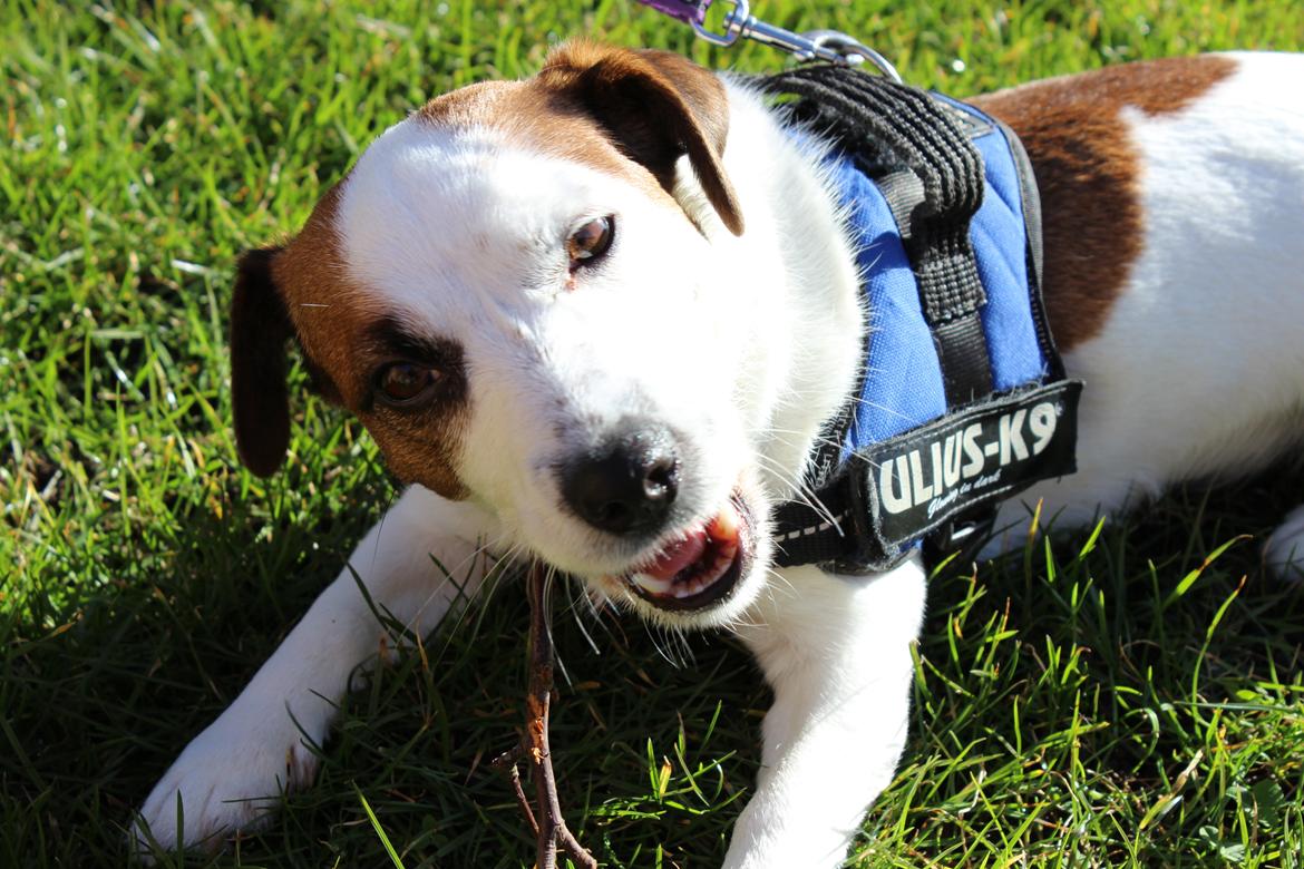Jack russell terrier Cully billede 25