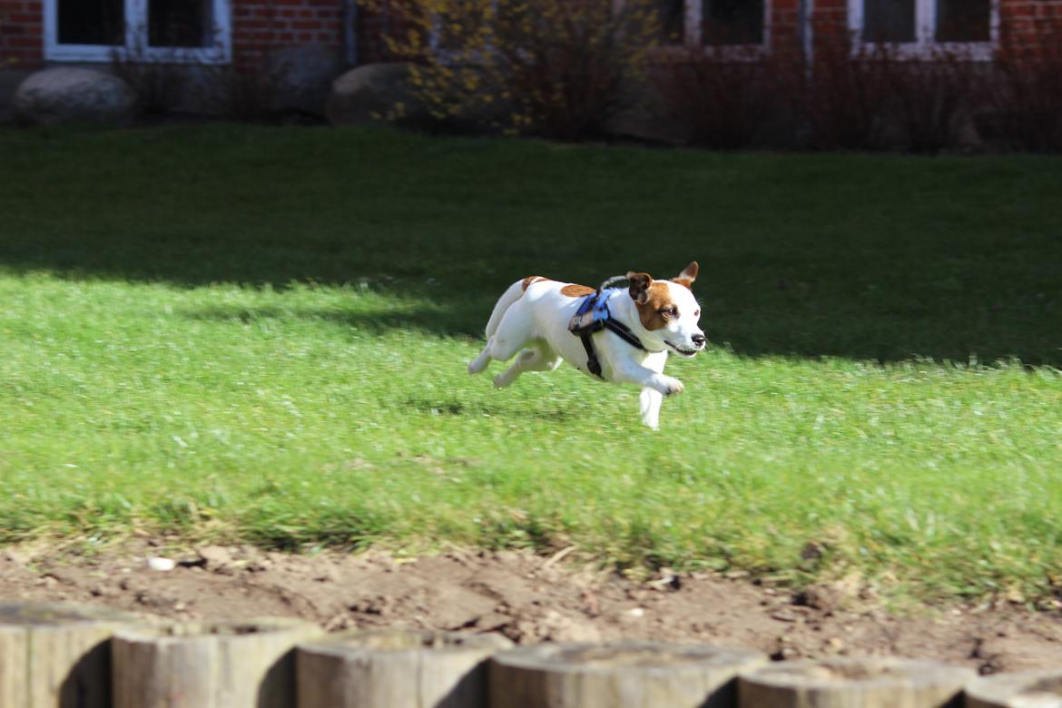 Jack russell terrier Cully billede 26