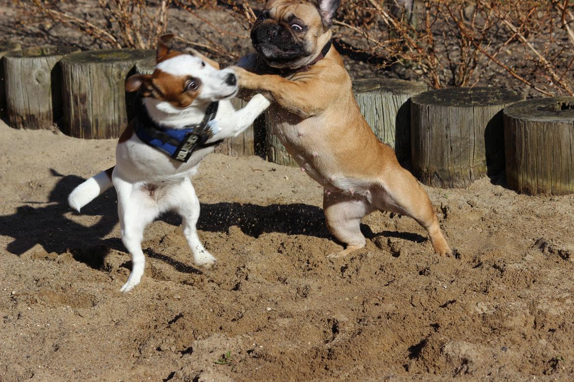 Jack russell terrier Cully billede 27