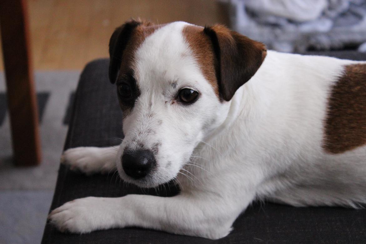 Jack russell terrier Cully billede 28