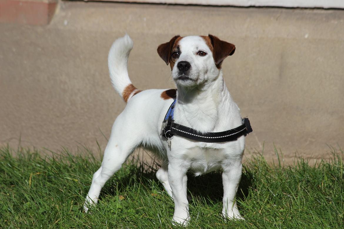 Jack russell terrier Cully billede 1