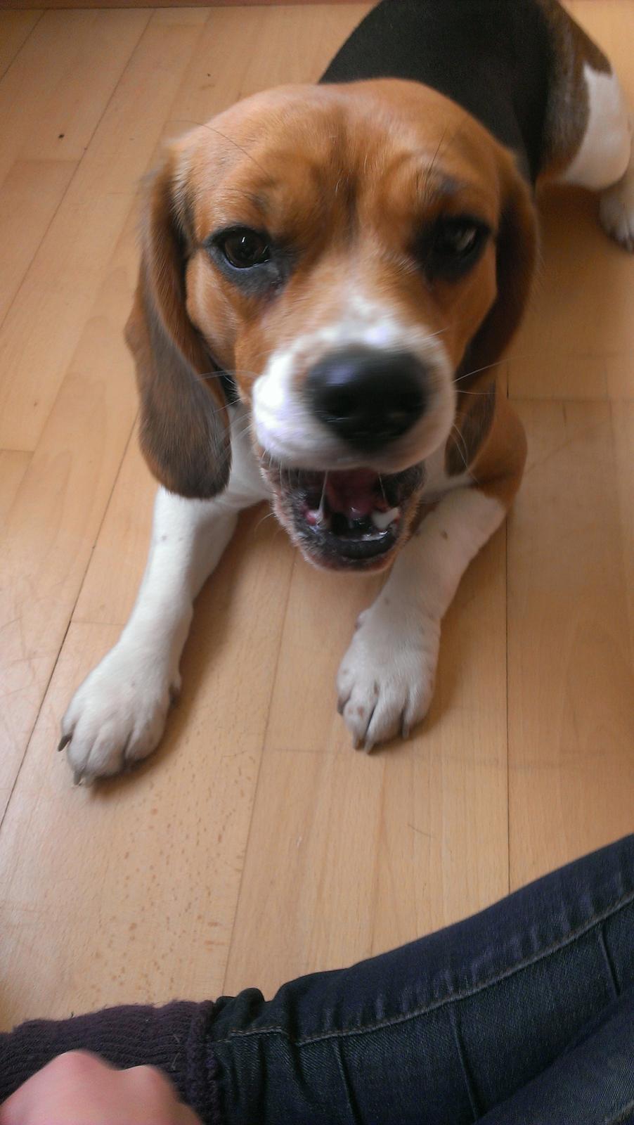 Beagle daisy billede 7