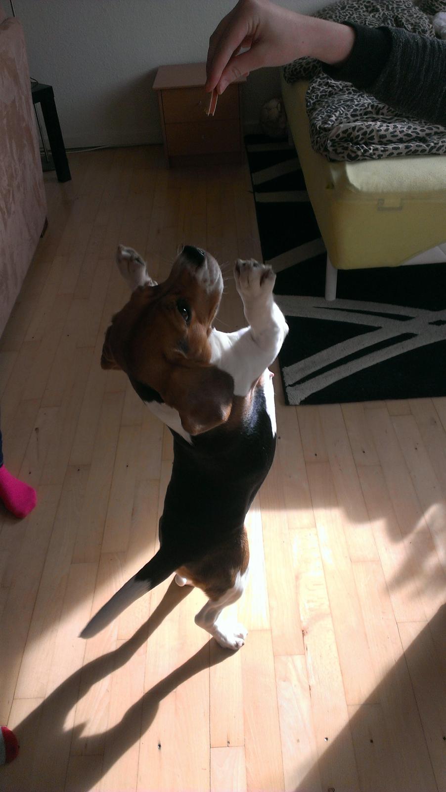 Beagle daisy billede 8