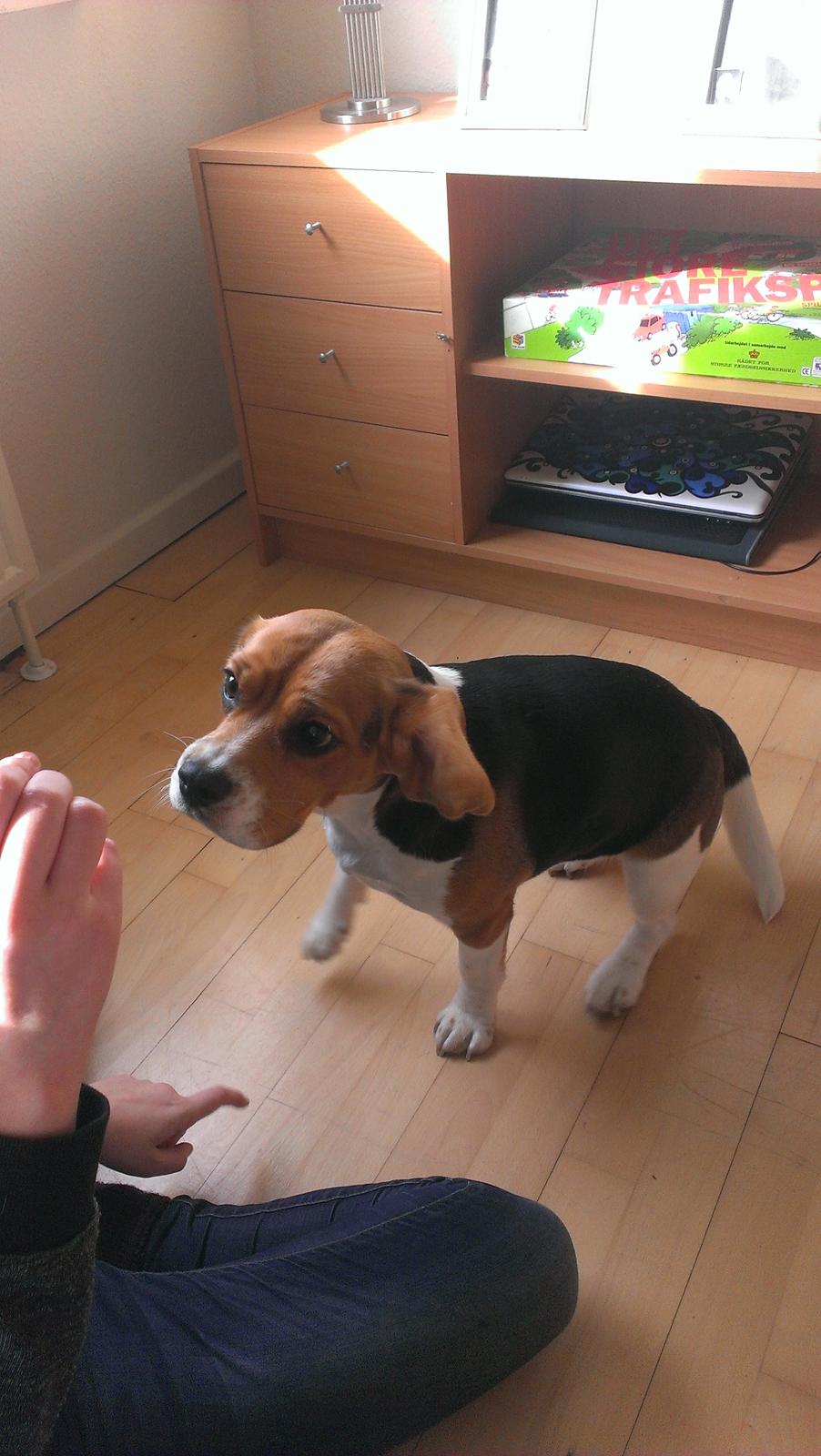 Beagle daisy billede 9