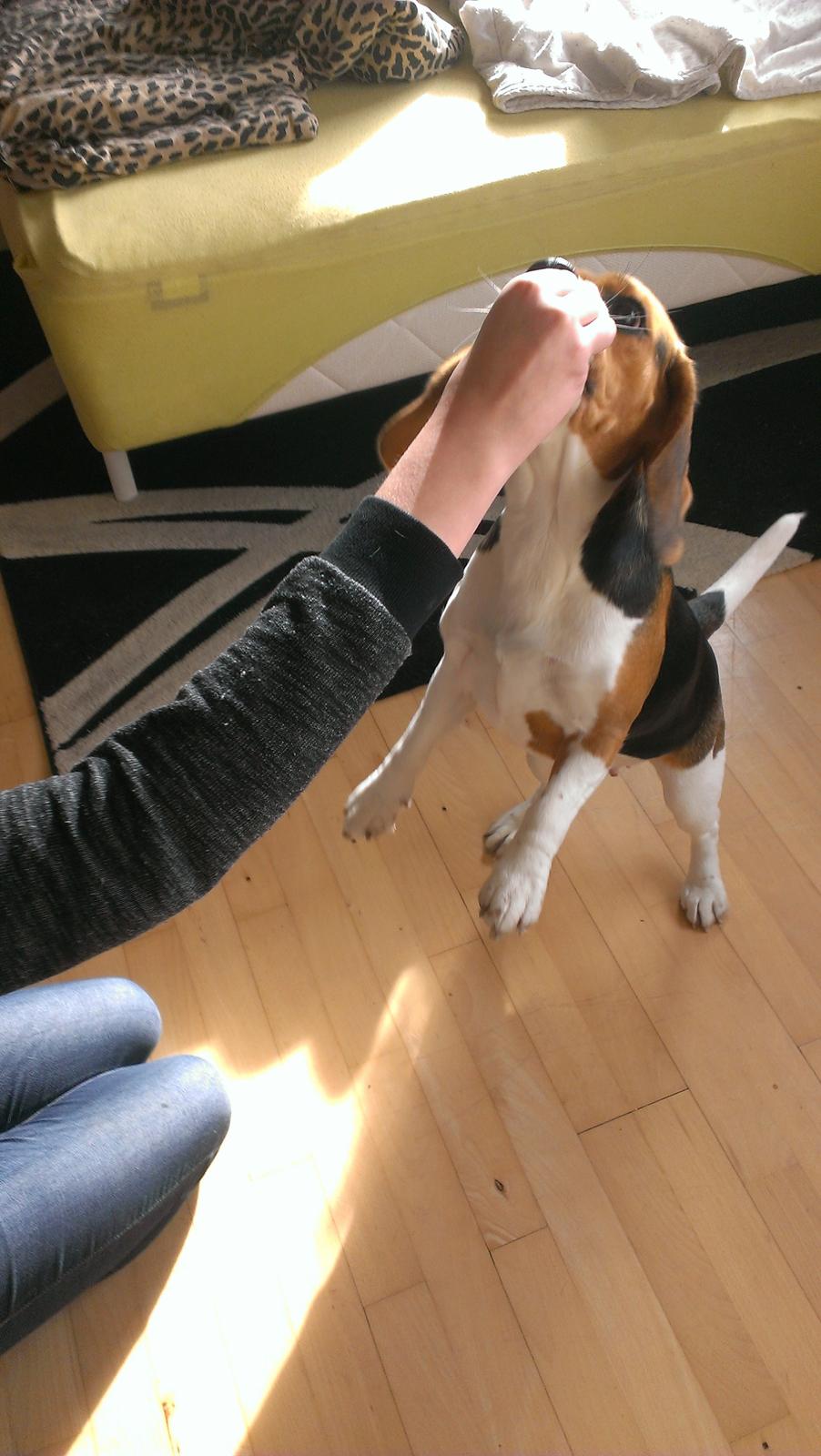 Beagle daisy billede 10