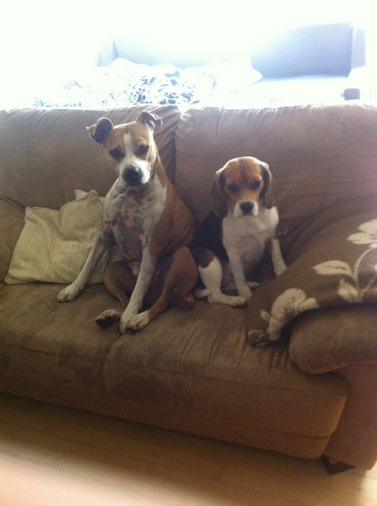 Beagle daisy billede 11