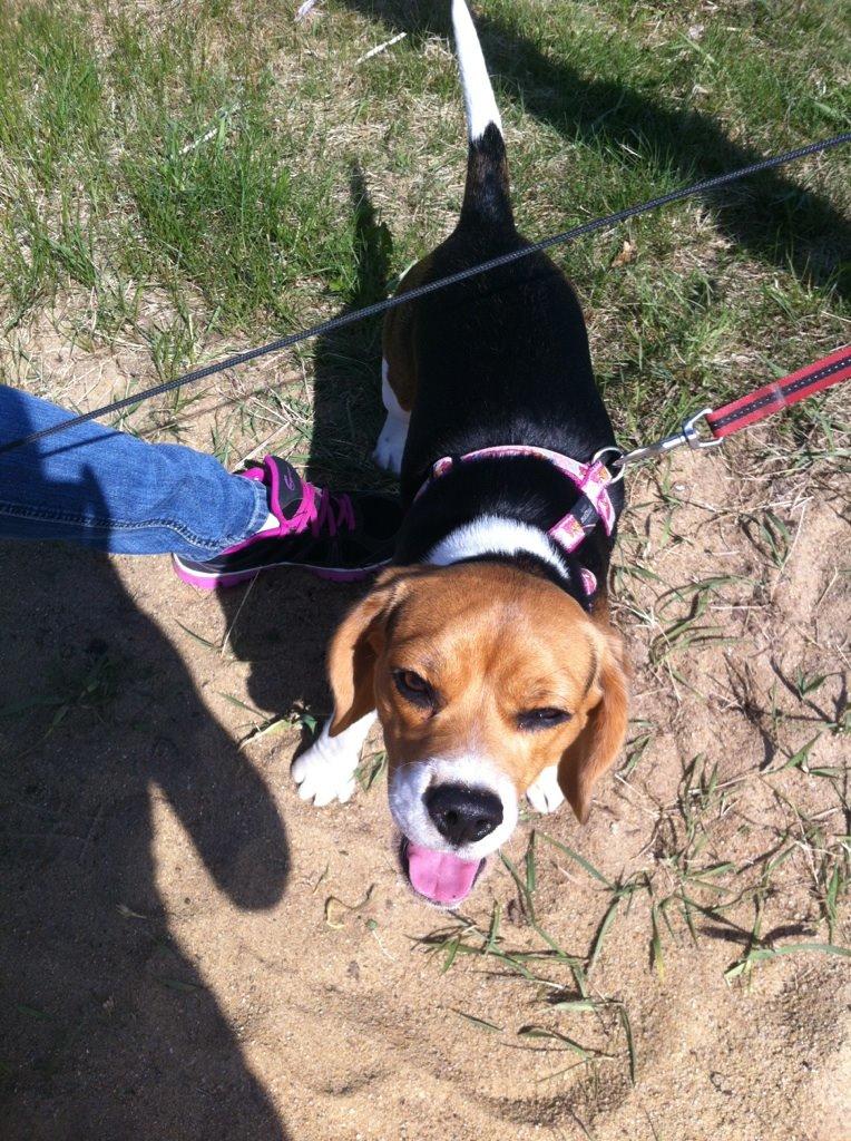 Beagle daisy billede 12