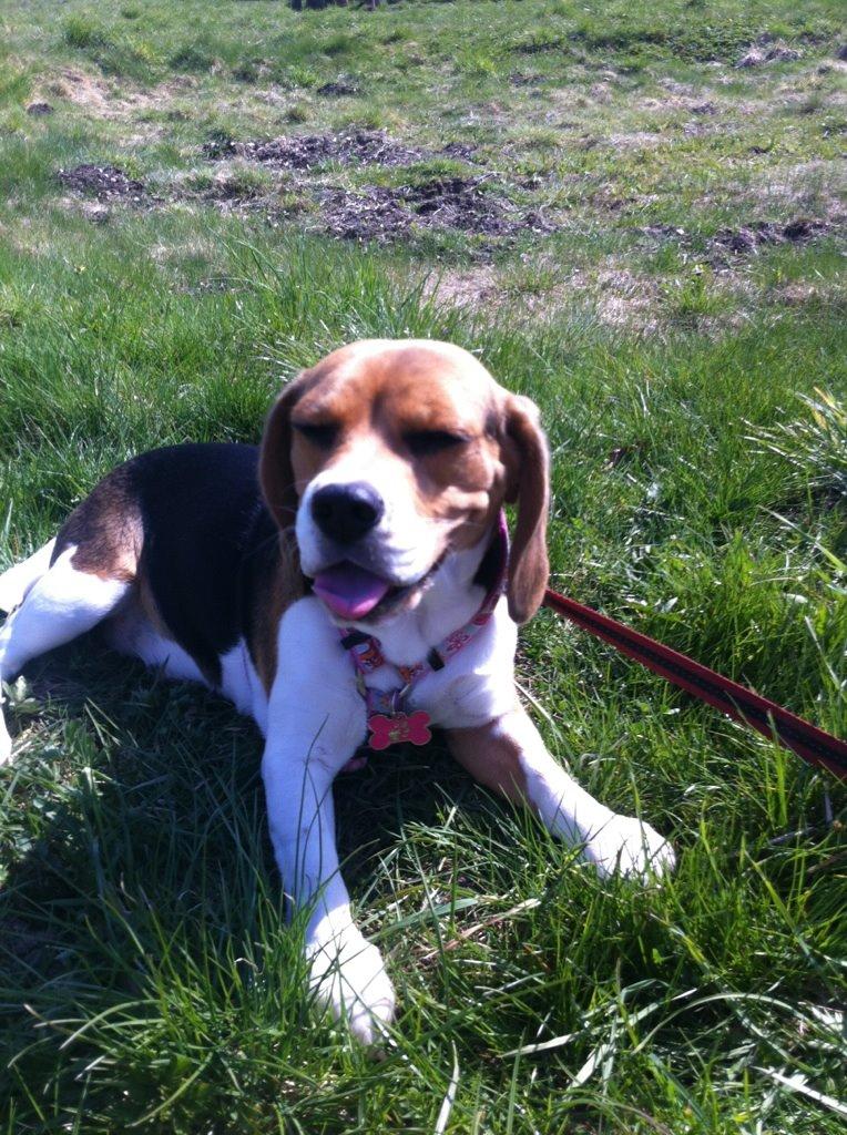 Beagle daisy billede 13