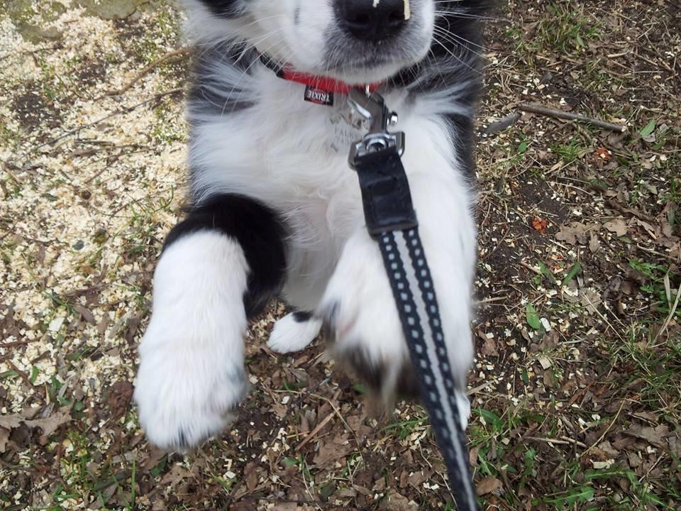 Border collie og labrador -Bailey - <3333 billede 17