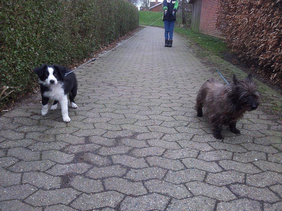 Border collie og labrador -Bailey - er vi ikke søde<3 billede 18