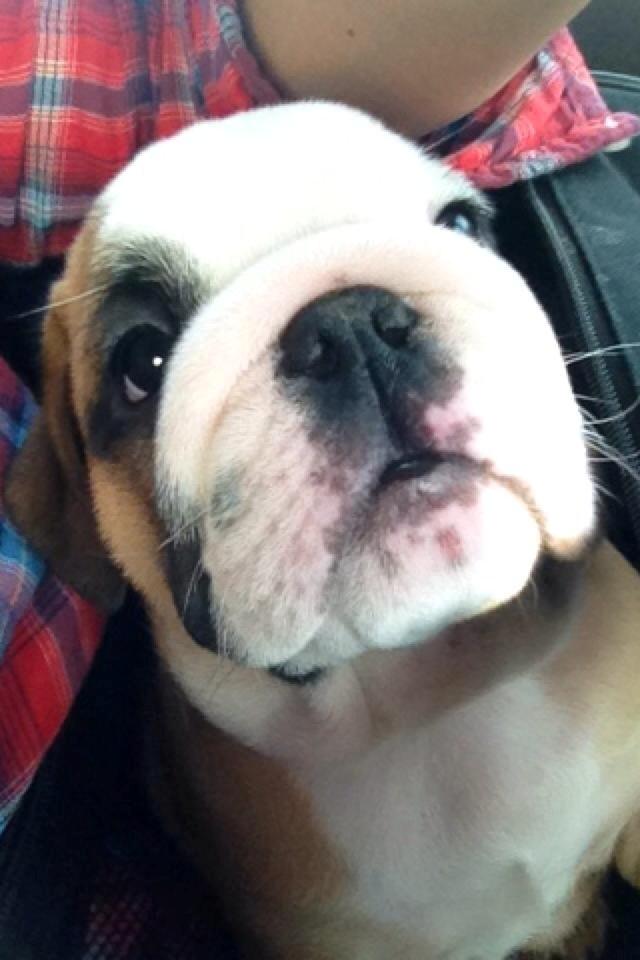 Engelsk bulldog Buddha billede 8