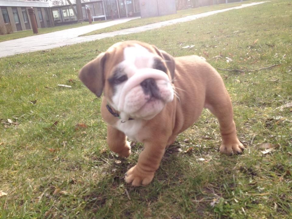 Engelsk bulldog Buddha billede 9