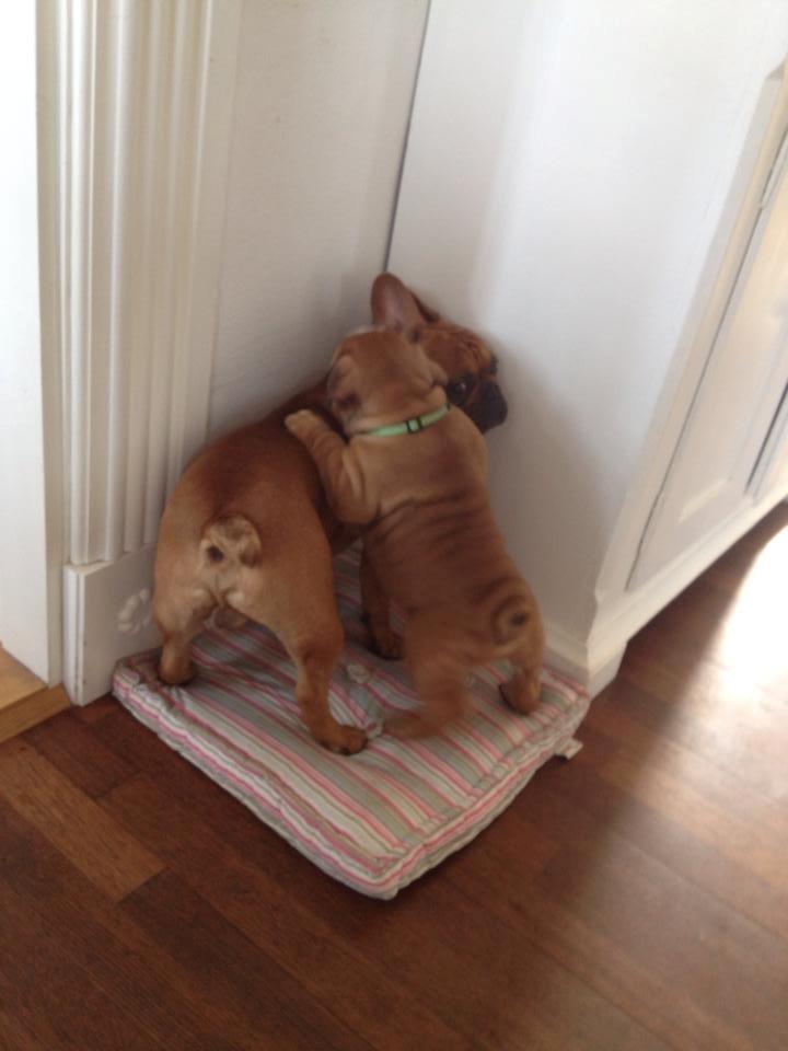 Engelsk bulldog Buddha billede 10