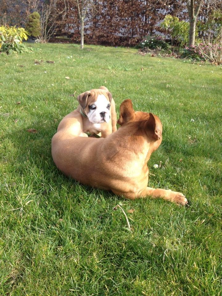 Engelsk bulldog Buddha billede 11