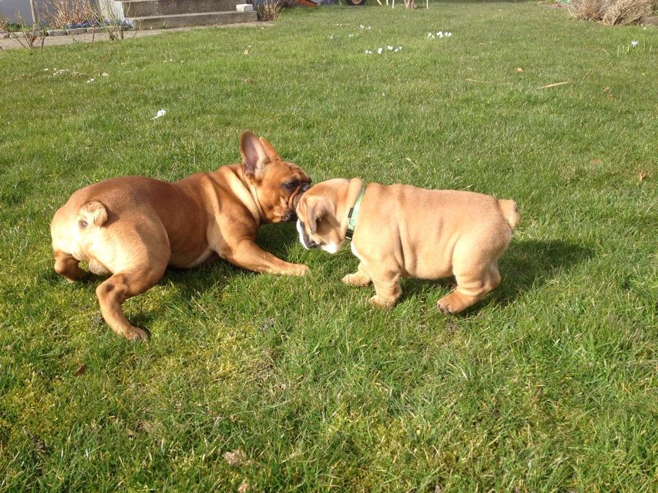 Engelsk bulldog Buddha billede 12