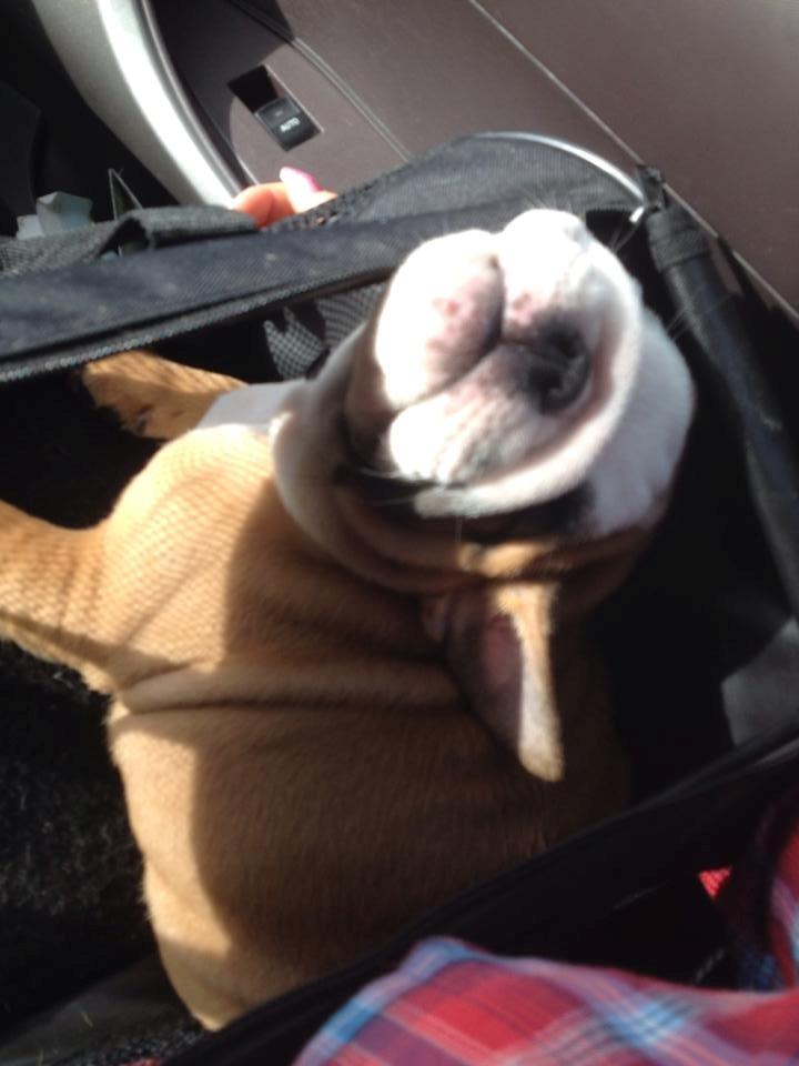 Engelsk bulldog Buddha billede 13