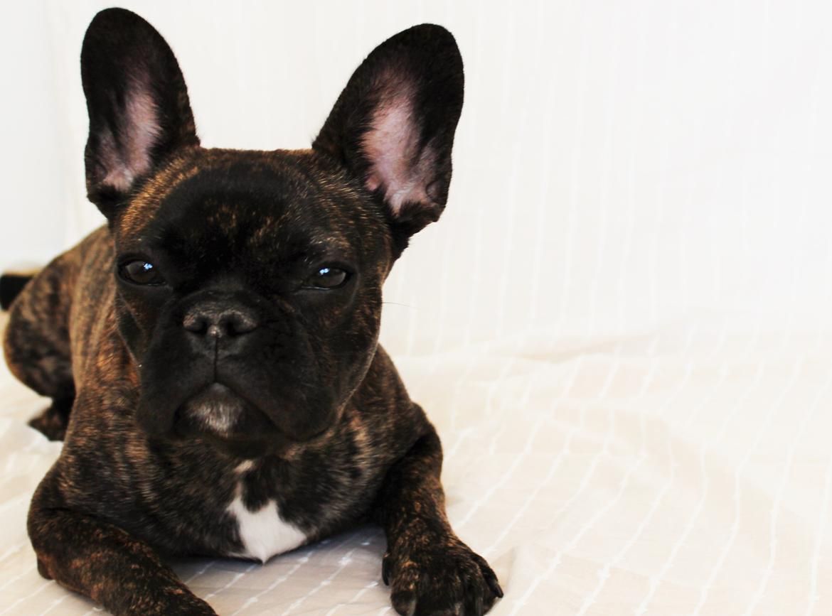 Fransk bulldog Nanna - 10 måneder billede 2