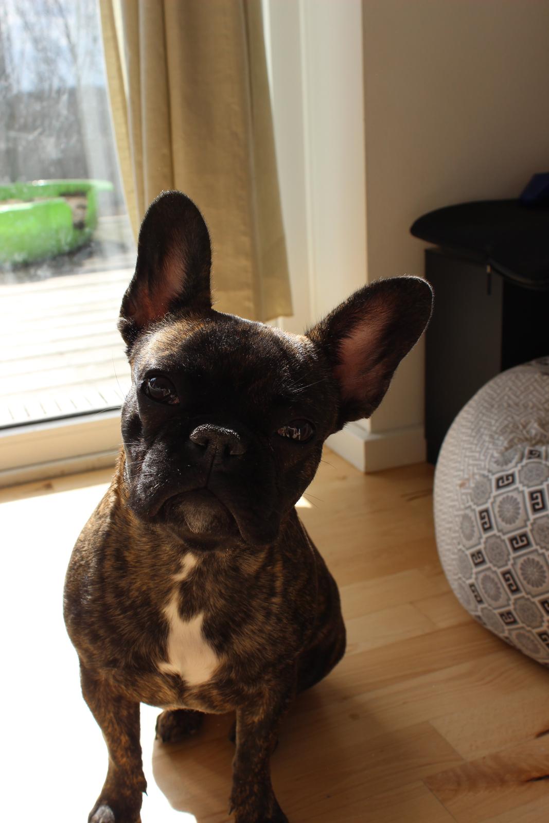 Fransk bulldog Nanna - 10 måneder billede 1