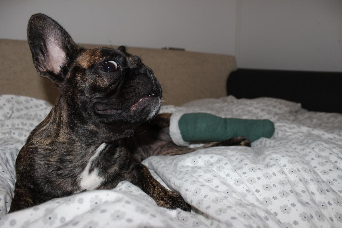 Fransk bulldog Nanna billede 4