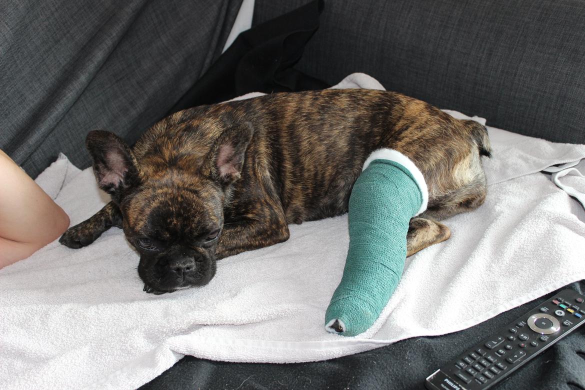 Fransk bulldog Nanna - dagen efter hendes 1 års :/ billede 3