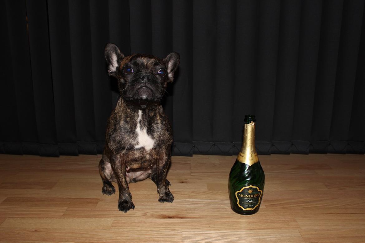 Fransk bulldog Nanna billede 7