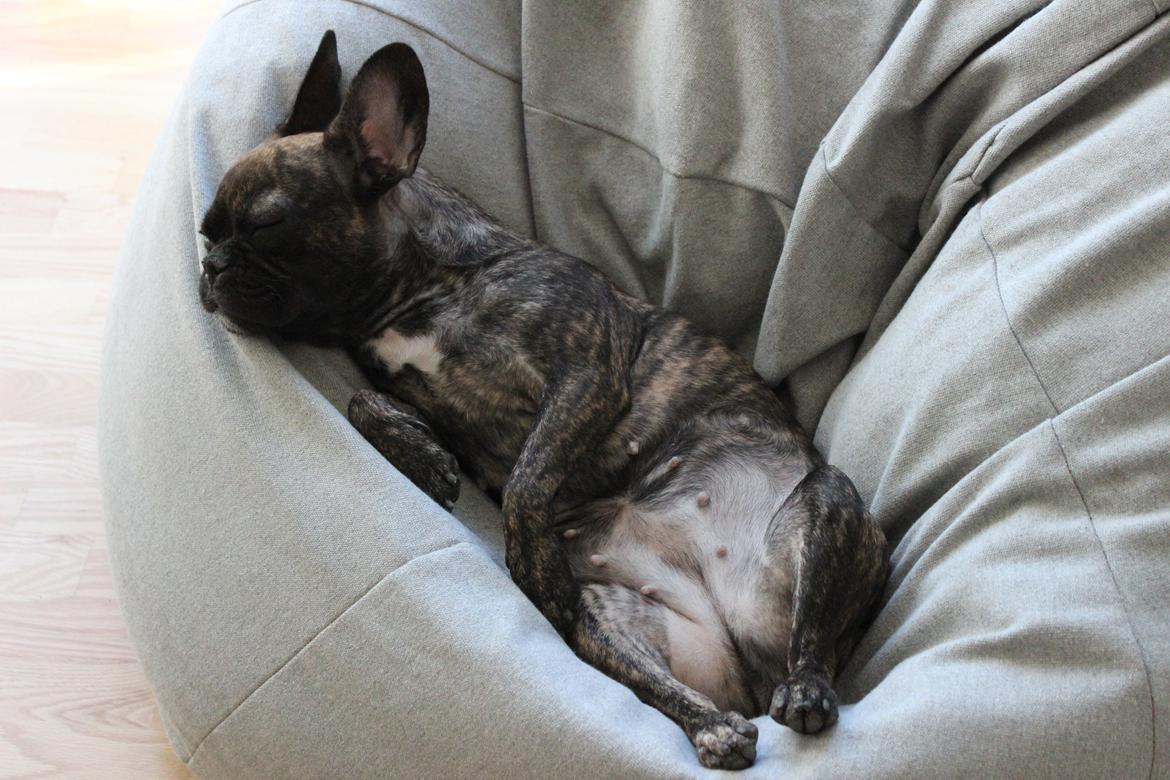 Fransk bulldog Nanna billede 5