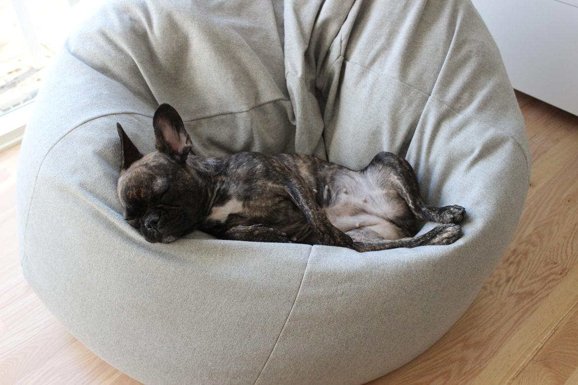 Fransk bulldog Nanna billede 6