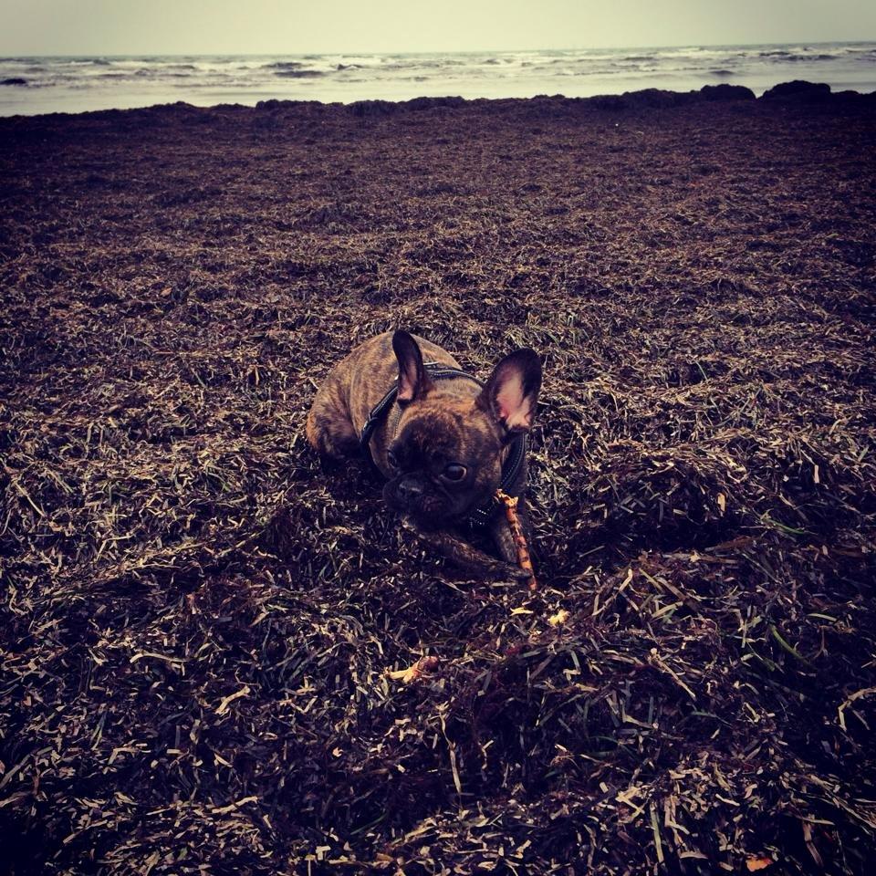 Fransk bulldog Nanna billede 8