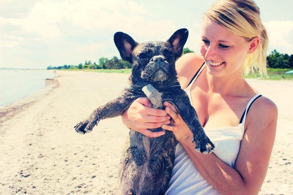 Fransk bulldog Nanna billede 15