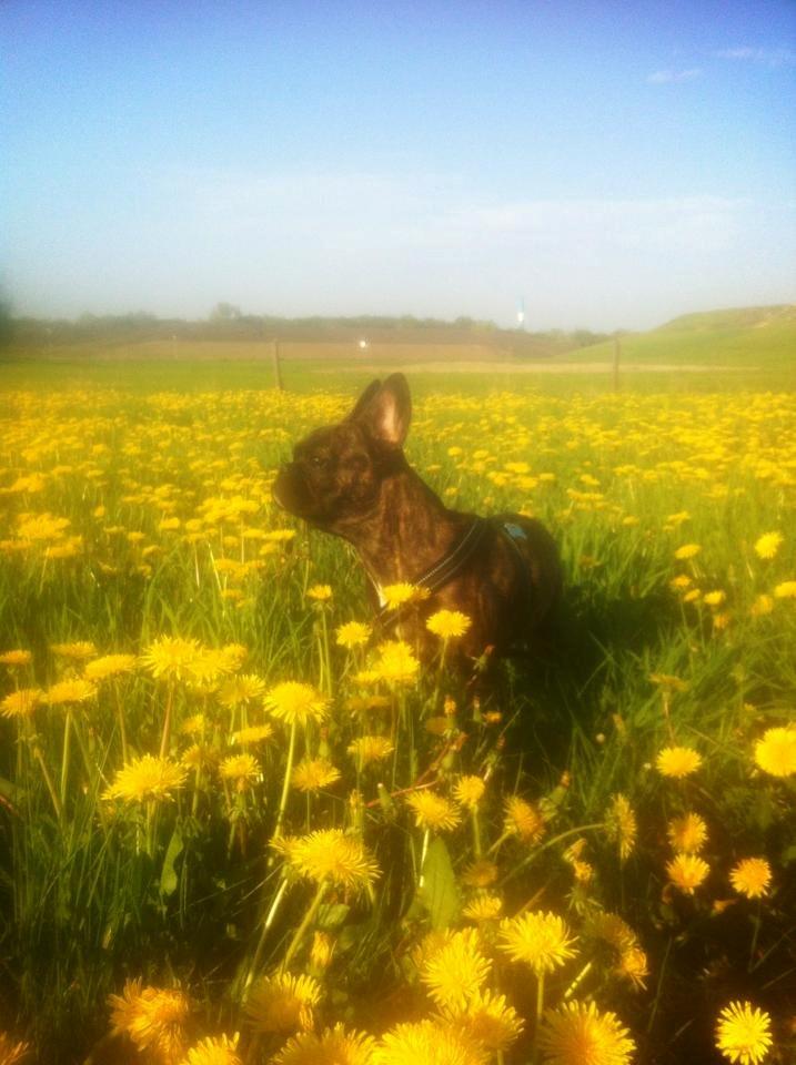 Fransk bulldog Nanna billede 10