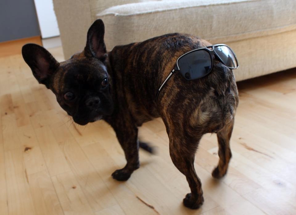 Fransk bulldog Nanna billede 11