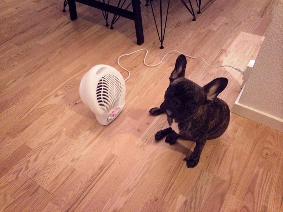 Fransk bulldog Nanna billede 12