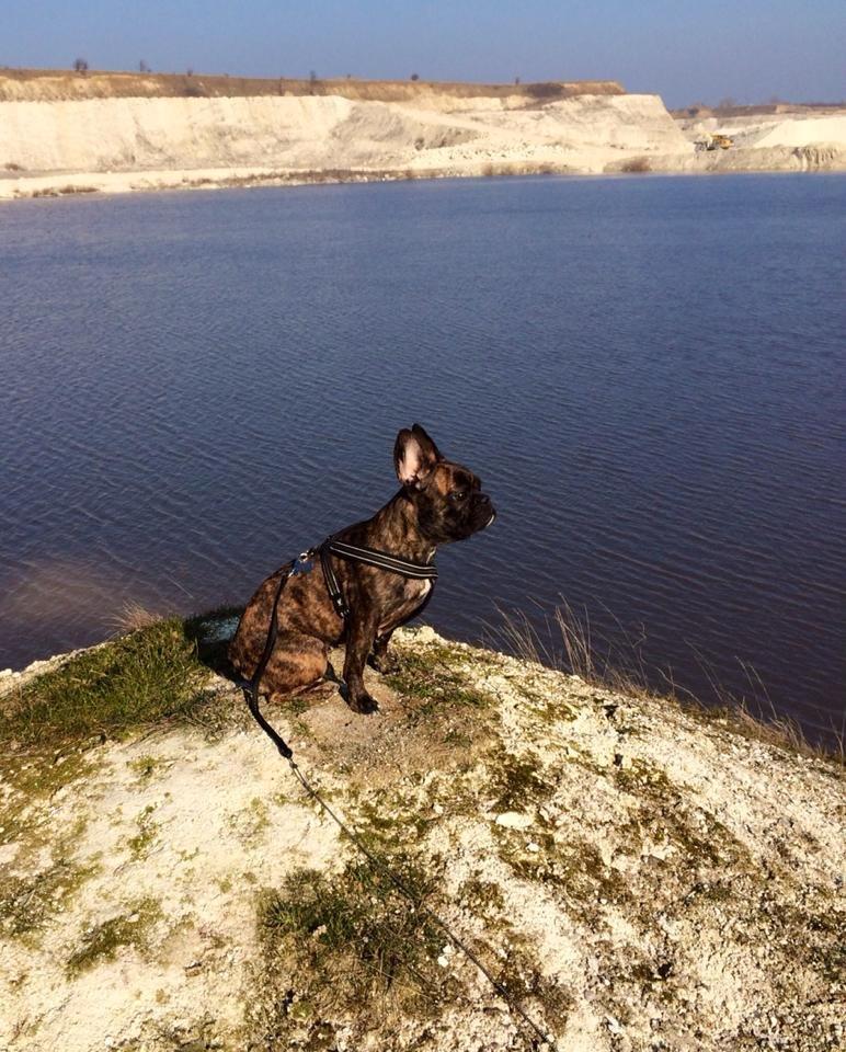 Fransk bulldog Nanna billede 16