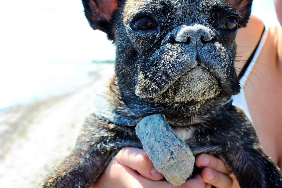 Fransk bulldog Nanna billede 14