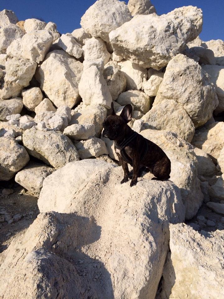 Fransk bulldog Nanna billede 9