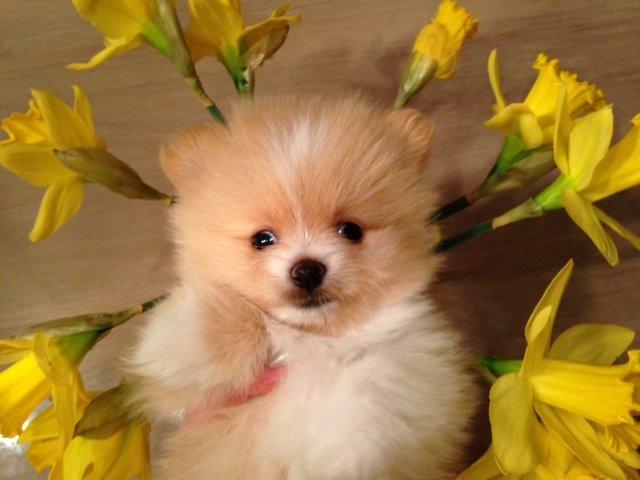 Pomeranian Cleo - Cleo 44 dage gammel billede 9