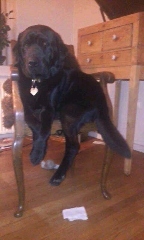 Labrador retriever Zulu billede 20