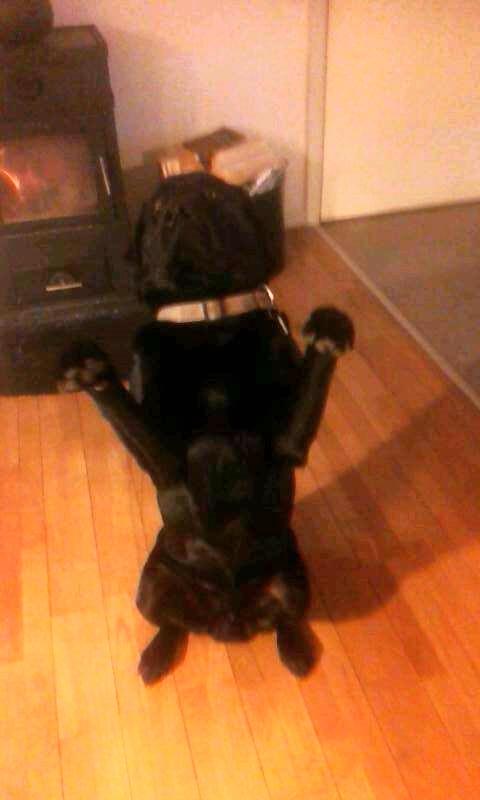 Labrador retriever Zulu - Trick - Bjørn! billede 10