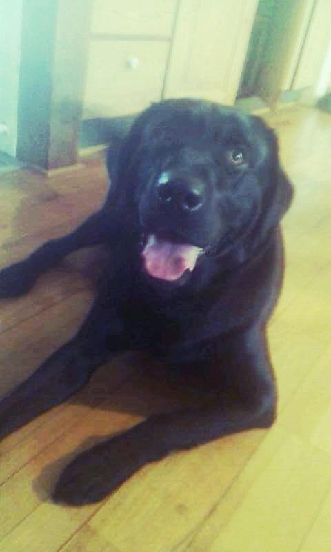 Labrador retriever Zulu billede 12