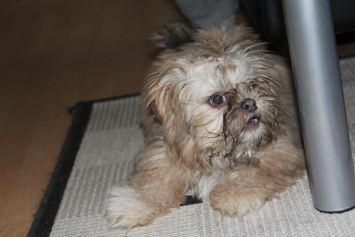 Shih tzu Molly billede 5