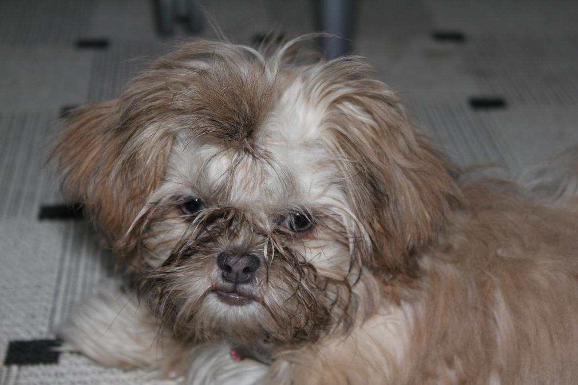 Shih tzu Molly billede 6