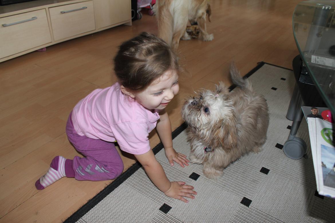 Shih tzu Molly billede 7