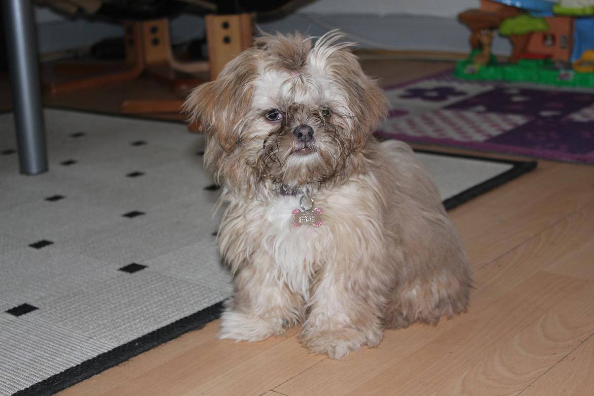 Shih tzu Molly billede 8