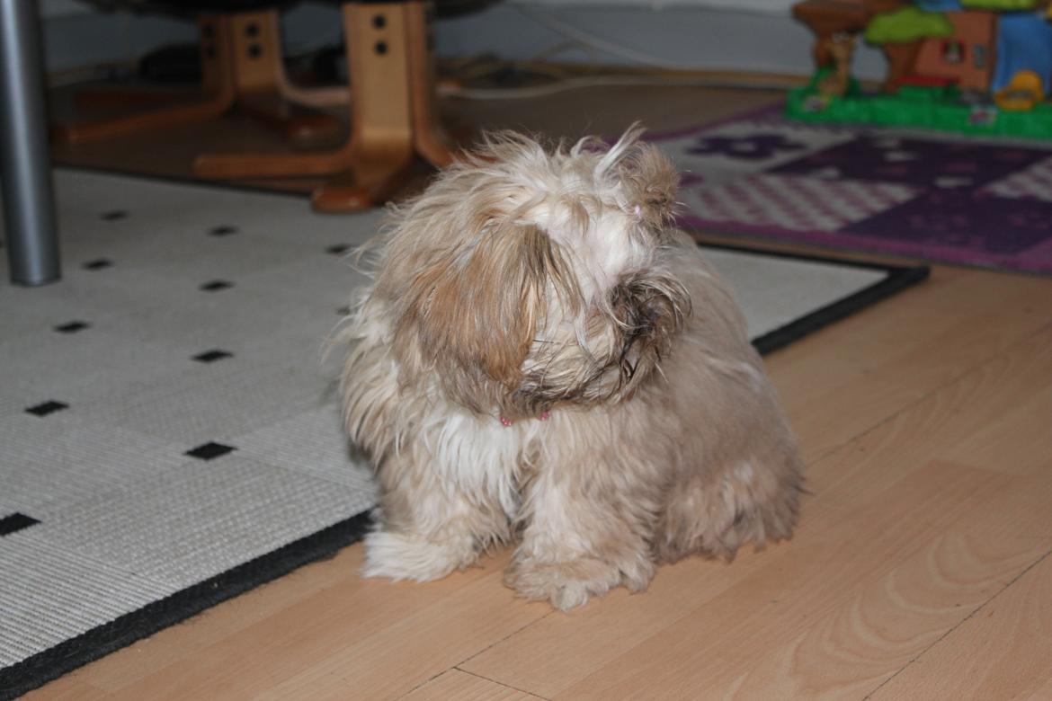 Shih tzu Molly billede 10