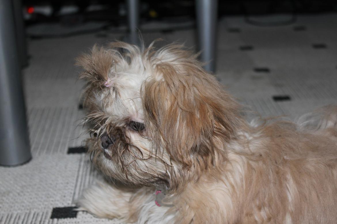 Shih tzu Molly billede 11