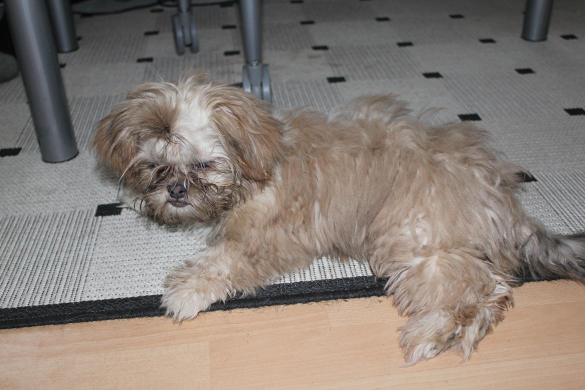 Shih tzu Molly billede 15