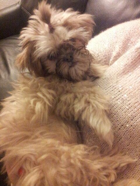 Shih tzu Molly billede 14