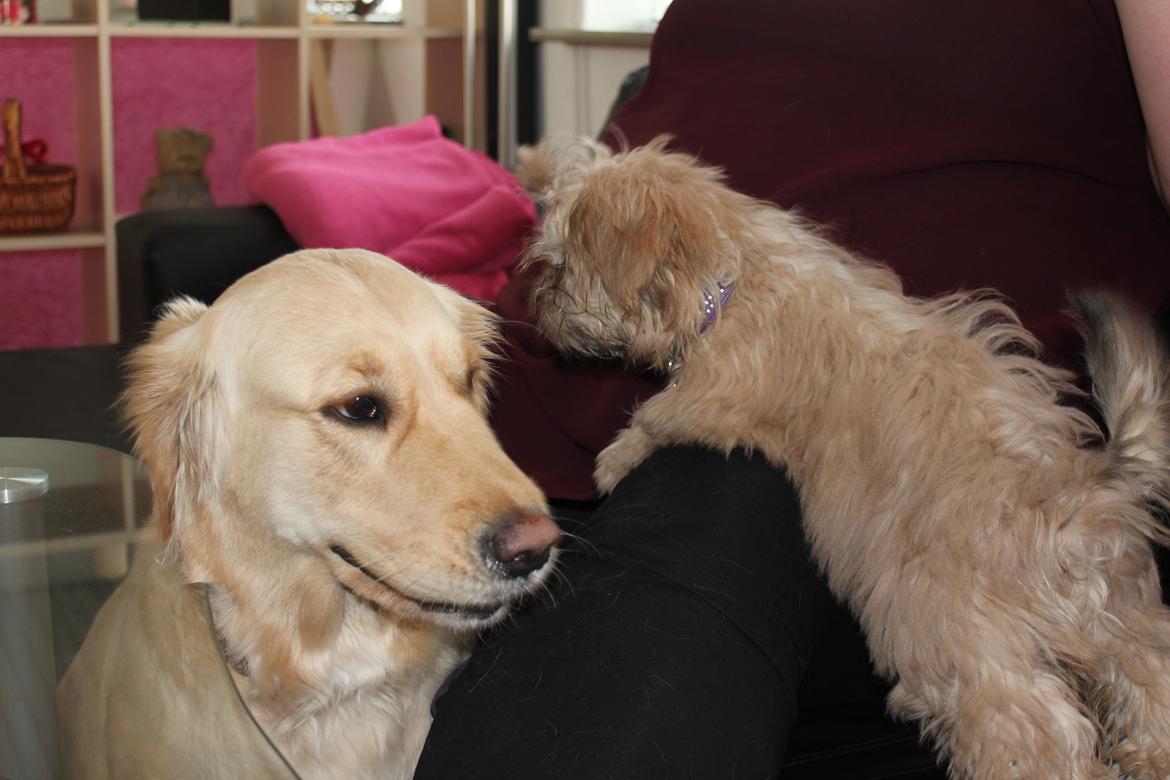 Shih tzu Molly billede 12